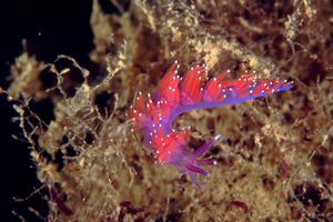 Flabellina rossa (Flabellina ischitana)