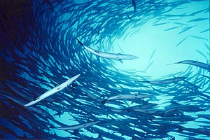 Barracuda pinna nera (Sphyraena putnamiae)