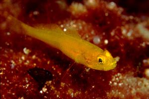 Ghiozzo dorato (Gobius auratus)