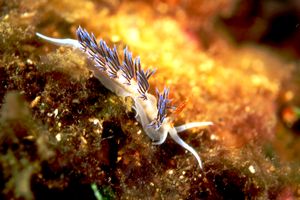 Cratena (Cratena peregrina)