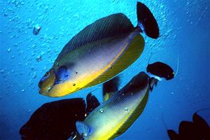 Pesce chirurgo (Naso vlamingii)