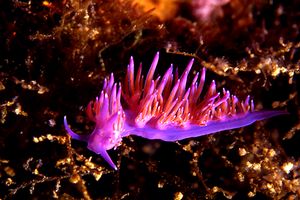 Flabellina rosa (Flabellina affinis)