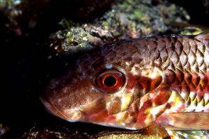 Triglia di scoglio (Mullus surmuletus)