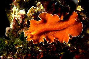 Platelminta (Yungia aurantiaca)