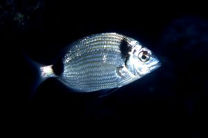 Sarago fasciato (Diplodus vulgaris)