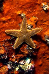 Stella pettine bruna (Astropecten spinulosus)