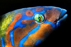 Donzella pavonina (Thalassoma pavo)