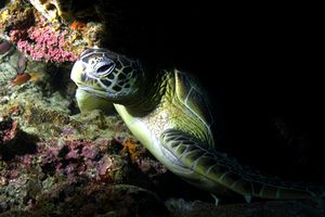 Tartaruga verde (Chelonia mydas)