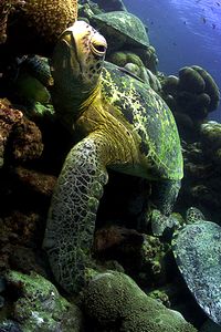 Tartaruga verde (Chelonia mydas)