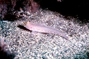 Ghiozzo a testa gialla (Gobius xanthocephalus)