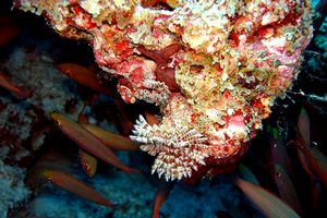 Spirografo (n.d. n.d.)