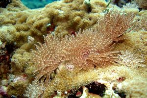 Spirografo (Sabella n.d.)