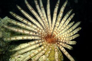 Spirografo (n.d. n.d.)