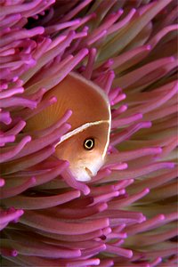 Pesce pagliaccio rosa (Amphiprion perideraion)