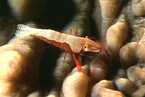 Gamberetto imperatore (Periclimenes imperator)