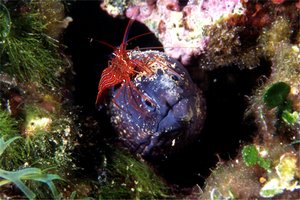 Murena (Muraena helena)