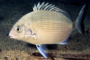 Sarago maggiore (Diplodus sargus sargus)
