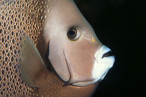 Pesce angelo grigio (Pomacanthus arcuatus)