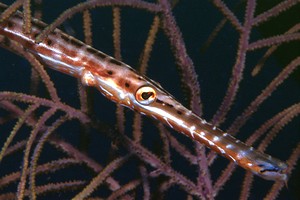 Pesce trombetta (Aulostomus maculatus)