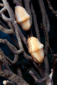 Conchiglia (Cyphoma gibbosum)