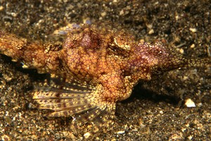 Pesce pegaso minore (Eurypegasus draconis)