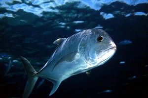 Carangide (Caranx ignobilis)