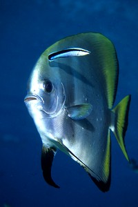 Pesce pipistrello pinna lunga (Platax teira)