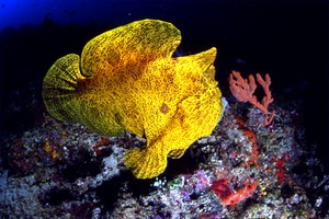 Pesce rana gigante (Antennarius commersoni)