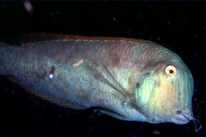 Pesce pettine (Xyrichtys novacula)