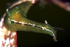 Lumachina Verde (Elysia viridis)