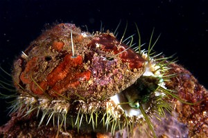 Orecchia di mare (Haliotis tuberculata lamellosa)