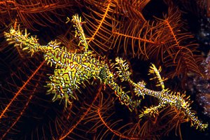 Pesce ago fantasma ornato (Solenostomus paradoxus)