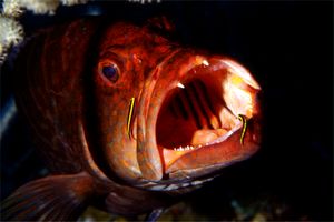 Cernia dei coralli (n.d. n.d.)