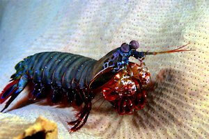 Squilla arcobaleno (Odontactylus scyllarus)