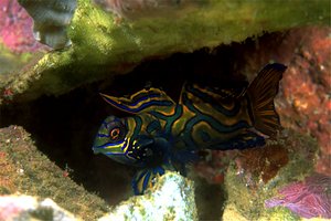 Pesce mandarino (Synchiropus splendidus)