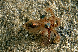 Polpo comune (Octopus vulgaris)