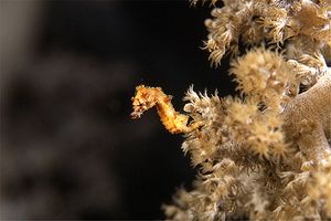 Cavalluccio pigmeo dei coralli molli (Hippocampus sp. 2)