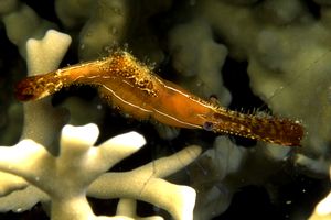 Gamberetto (Leander plumosus n.d.)