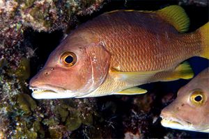 Grugnitore (Lutjanus apodus)