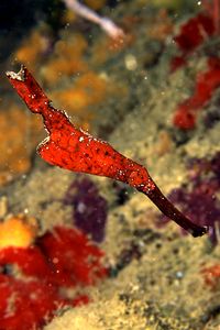 Pesce ago fantasma robusto (Solenostomus cyanopterus)