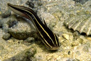 Pesce gatto di mare (Plotosus lineatus)