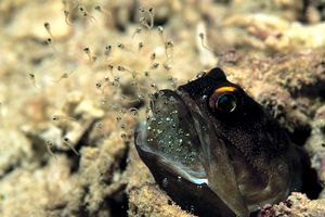 Pesce mascella (Opistognatus sp.)