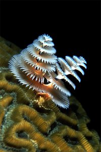 Anellide albero di natale (Spirobranchus sp.)