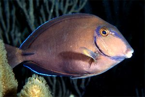 Pesce chirurgo nero (Acanthurus bahianus)