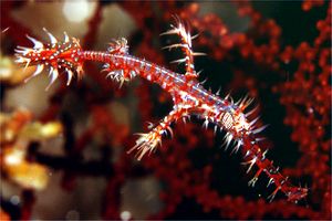 Pesce ago fantasma ornato (Solenostomus paradoxus)