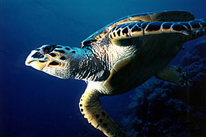 Tartaruga (Eretmochelys imbricata)