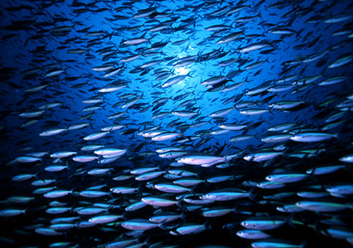 Fucilieri (N.d. n.d.)