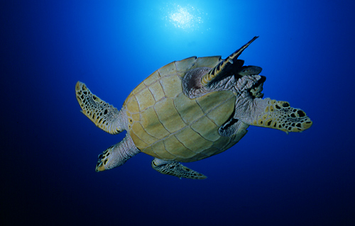 Tartaruga (Eretmochelys imbricata)