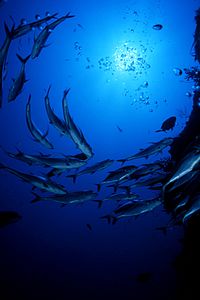 Carangide (n.d. n.d.)