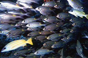 Lutiano a righe gialle (Lutjanus kasmira)